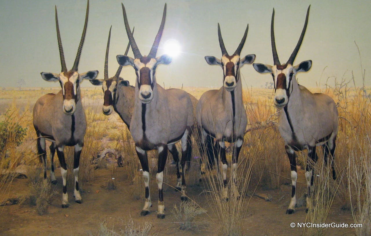Free NYC Museum Admission for Military Families Free NYC Museum Admission for Military Families