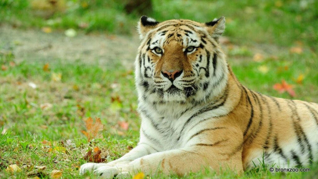 Visiting the Bronx Zoo|Bronx Zoo Map