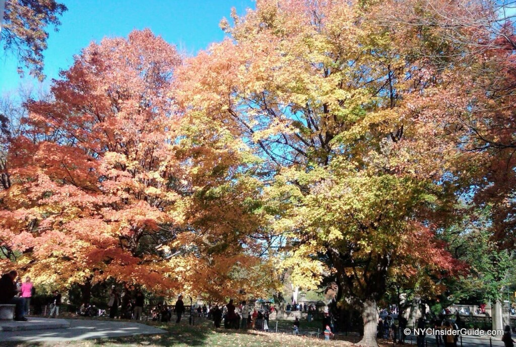 Central Park Fall Foliage
