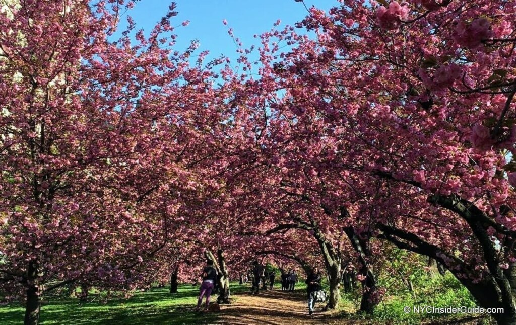 Things to do During New York City Spring Break