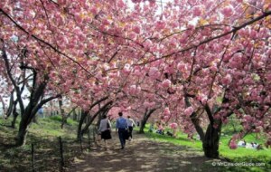Things To Do in New York in April|Things To Do in New York in April